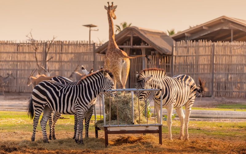 Zebra and Giraffe in Dubai Safari Park