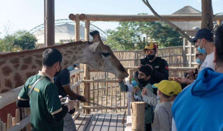 children feeding giraffes at Dubai Safari Park