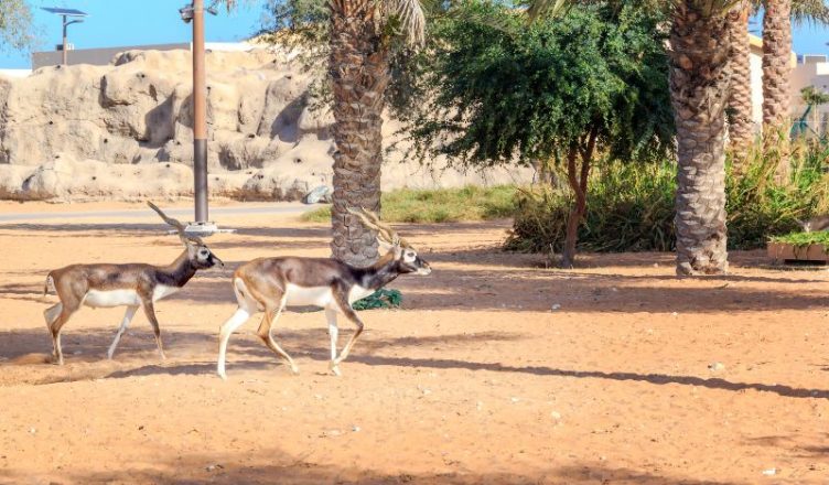 gazelles at Dubai Safari Park