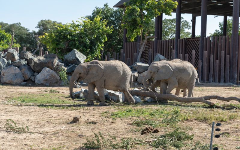 Elephants walking in Dubai Safari Park