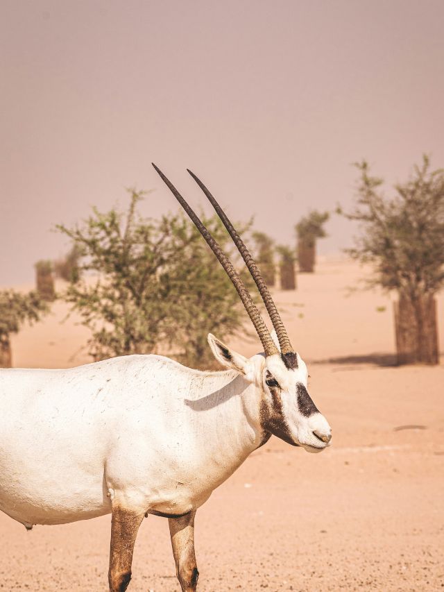 Discovering the Arabian Oryx – UAE’s National Symbol
