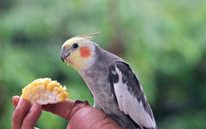 Cockatiel, Feeding, Bird