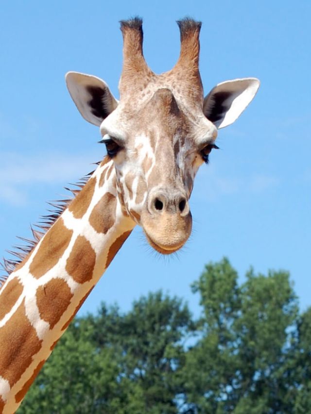 Everything You Need to Know About Giraffes at Dubai Safari Park