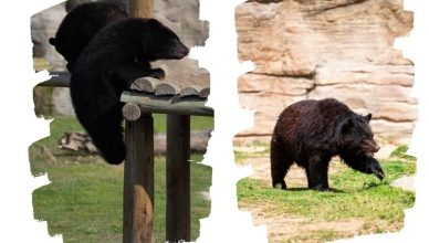 Moon bear at Dubai safari park