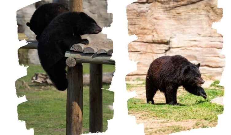 Moon bear at Dubai safari park