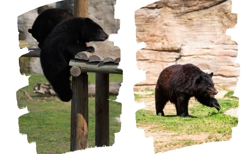 Moon bear at Dubai safari park