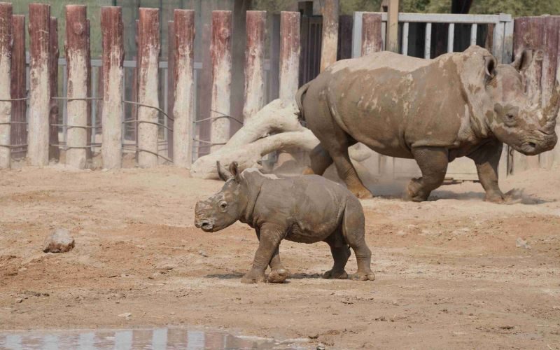 Baby Rino at Dubai Safari Park