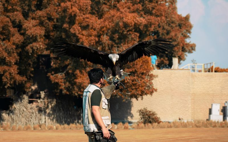 Bird show at Dubai Safari Park