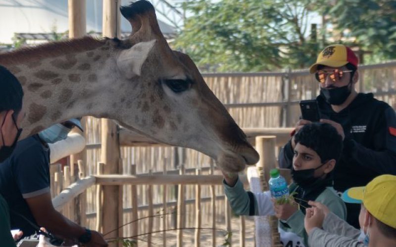 Kids feeding giraffe at Dubai Safari Park